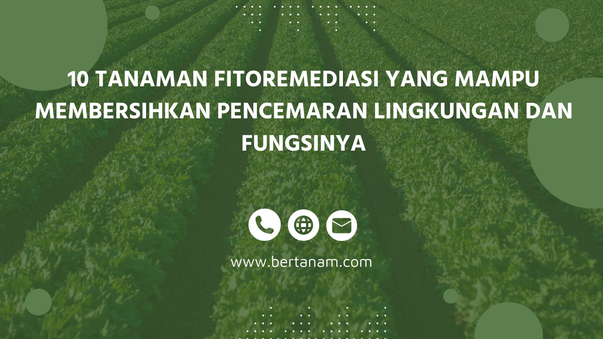 Fitoremediasi: Memanfaatkan Tanaman untuk Membersihkan Lingkungan