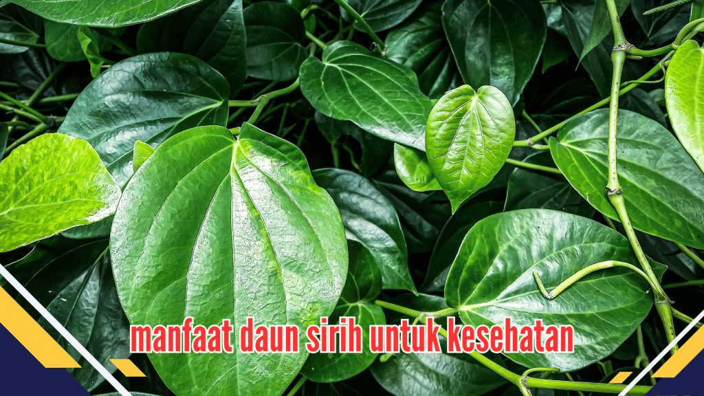 manfaat daun sirih untuk kesehatan