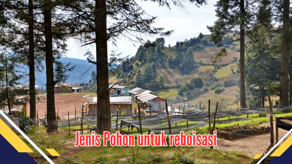 Jenis Pohon untuk Reboisasi