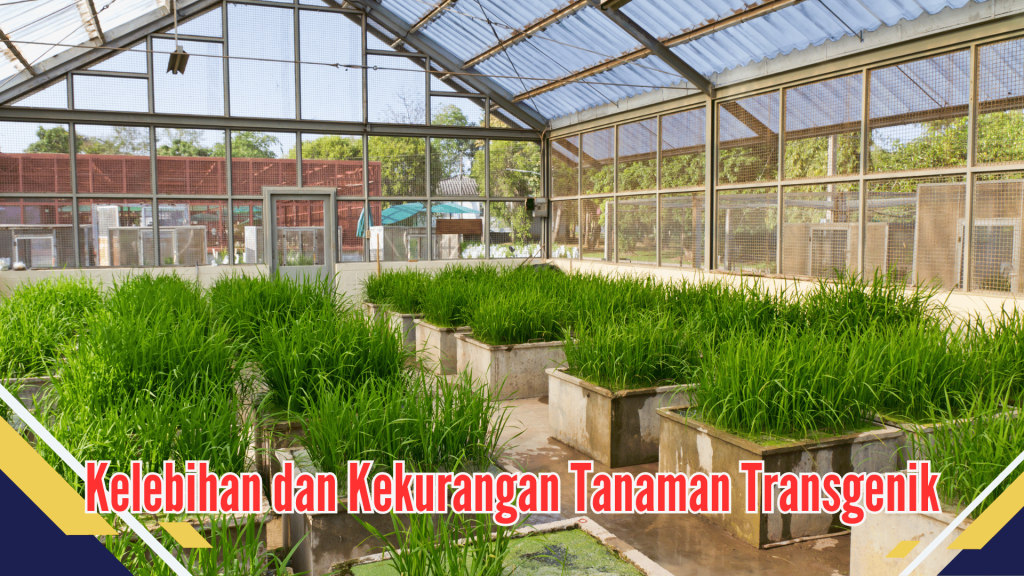 Kelebihan dan Kekurangan Tanaman Transgenik