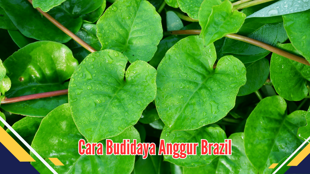 Manfaat Daun Binahong