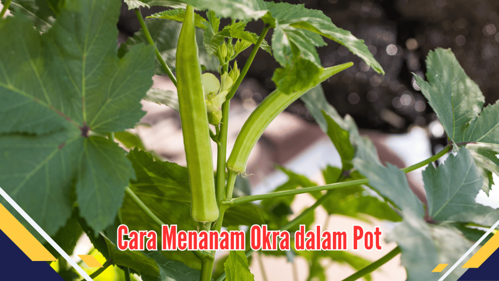 Cara Menanam Okra dalam Pot