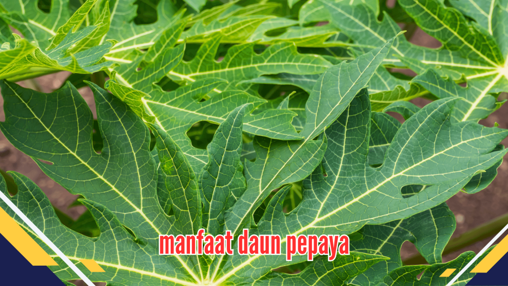 Chinese betel leaf