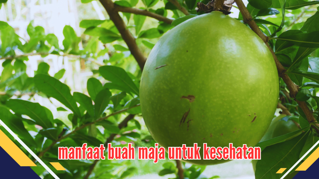 Manfaat Buah Maja untuk Kesehatan