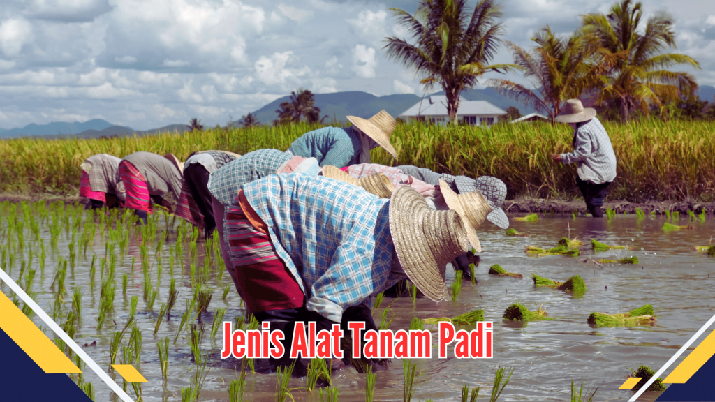 Jenis Alat Tanam Padi