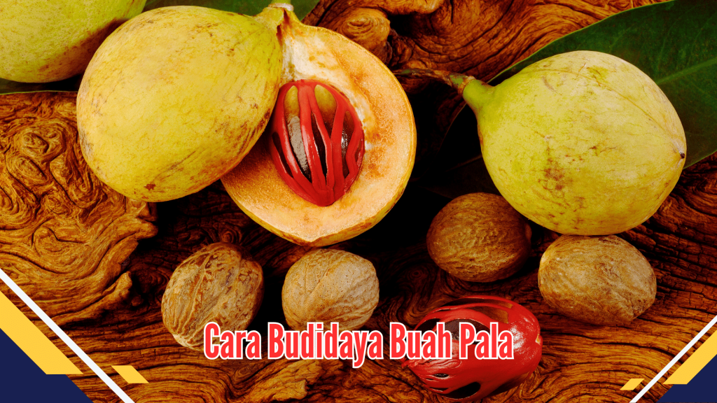 Cara Budidaya Buah Pala