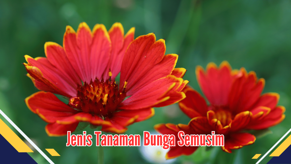 Jenis Tanaman Bunga Semusim