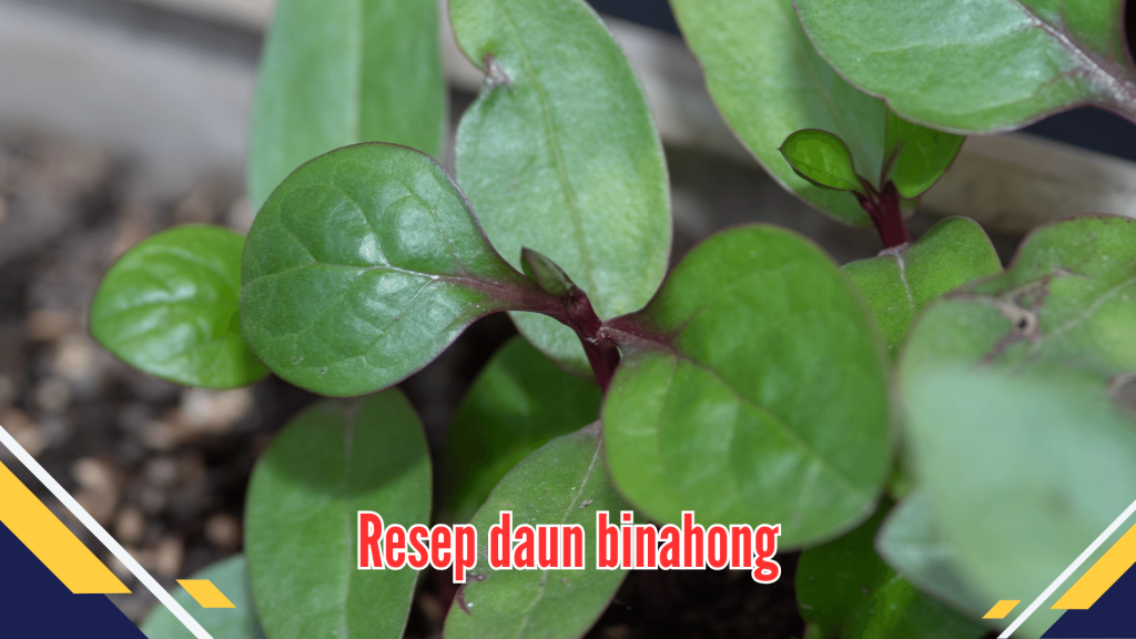 Resep daun binahong