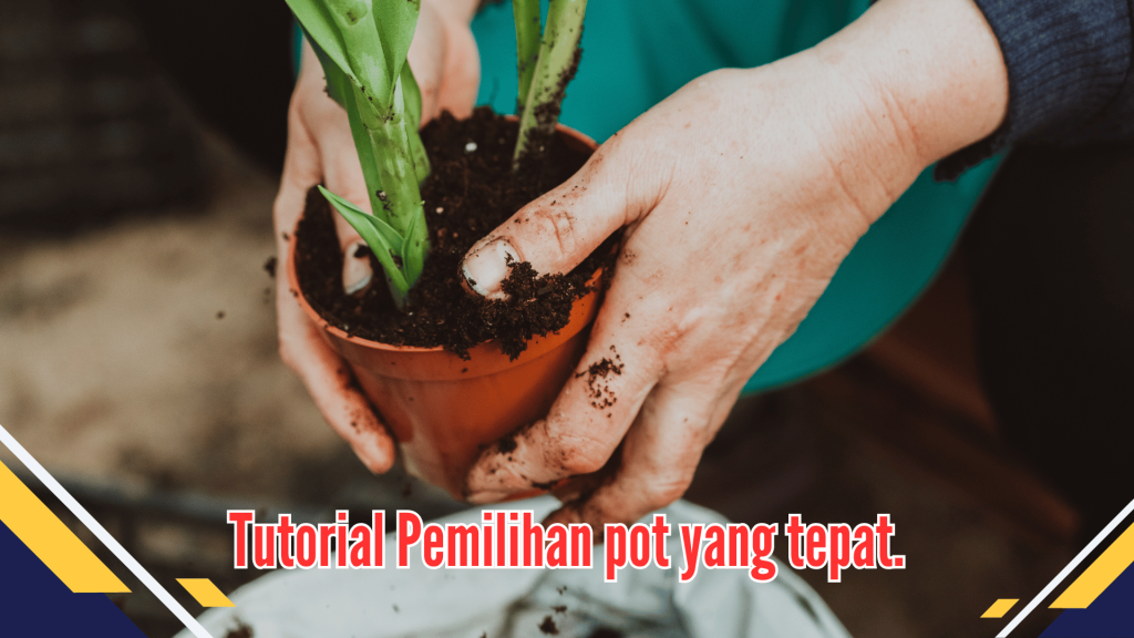 Tutorial Pemilihan pot yang tepat.