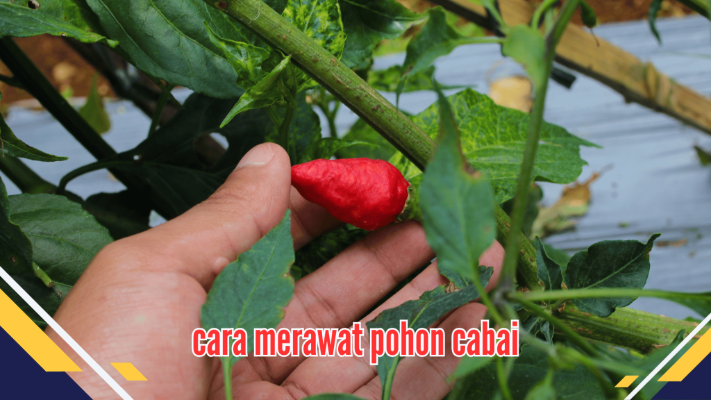 Panduan Merawat Pohon Cabai