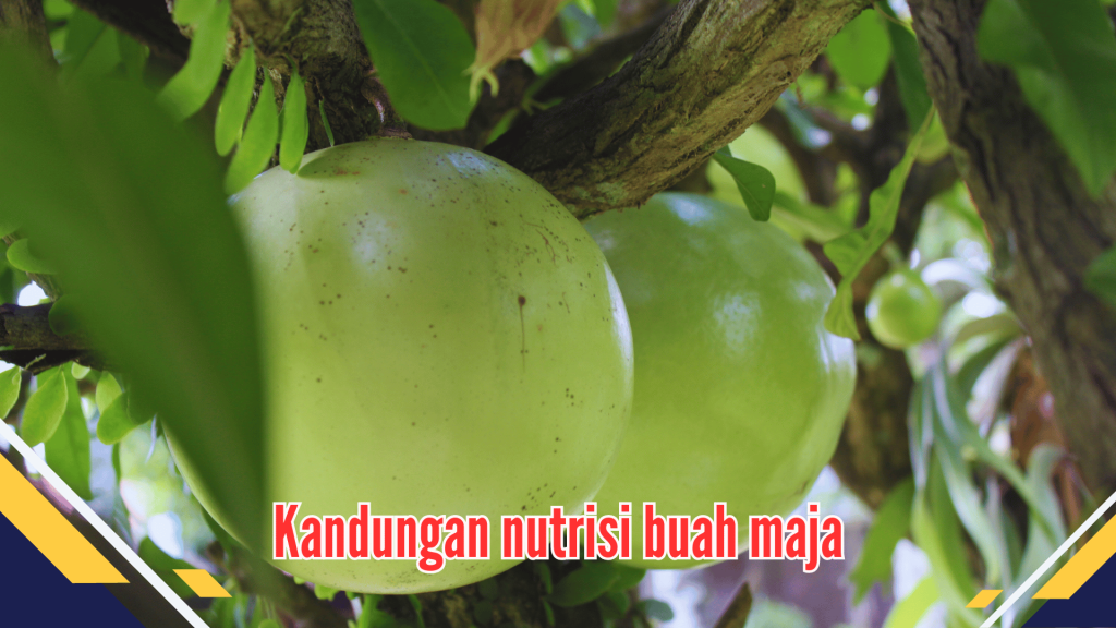 Kandungan nutrisi buah maja