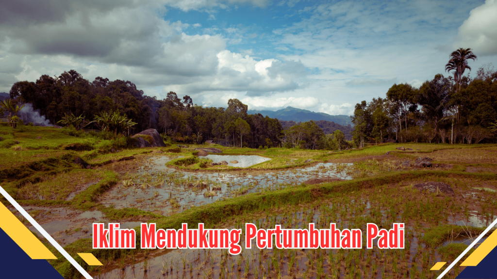 Iklim Mendukung Pertumbuhan Padi