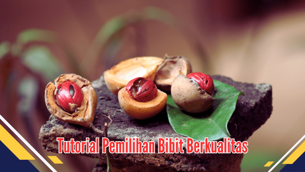 Tutorial Pemilihan Bibit Berkualitas