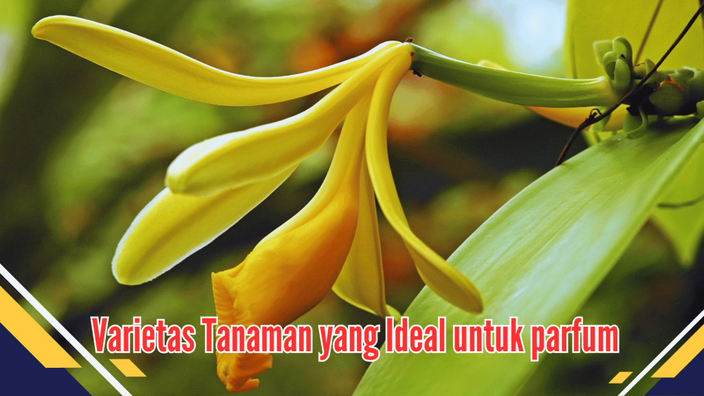 Varietas Tanaman yang Ideal untuk parfum