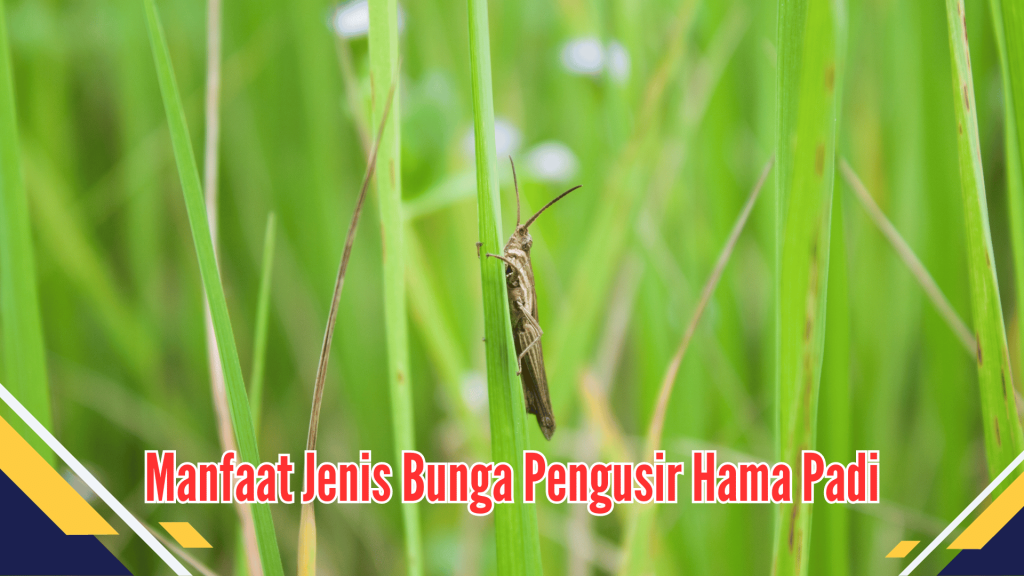 Manfaat Jenis Bunga Pengusir Hama Padi