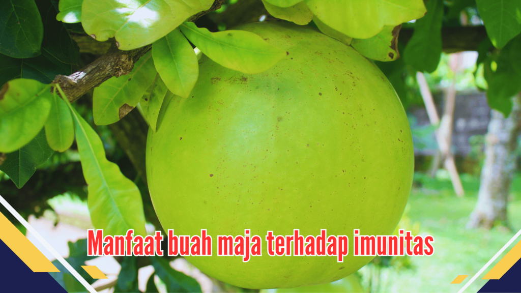 Manfaat buah maja terhadap imunitas