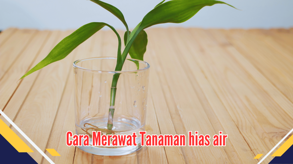 Cara Merawat Tanaman hias air