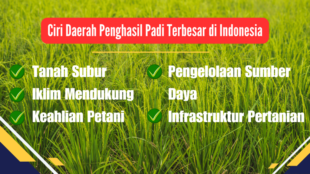 Ciri Daerah Penghasil Padi Terbesar di Indonesia