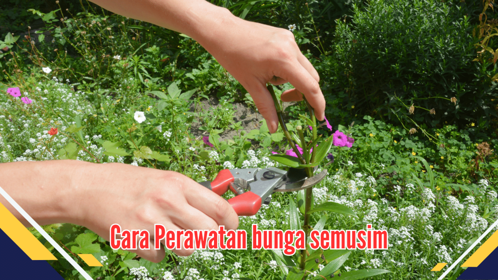 Cara Perawatan bunga semusim