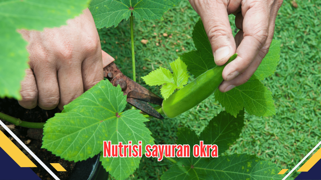 Nutrisi sayuran okra