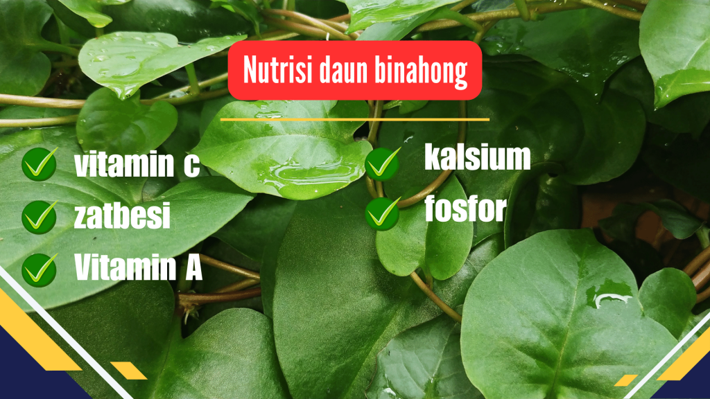 Nutrisi daun binahong