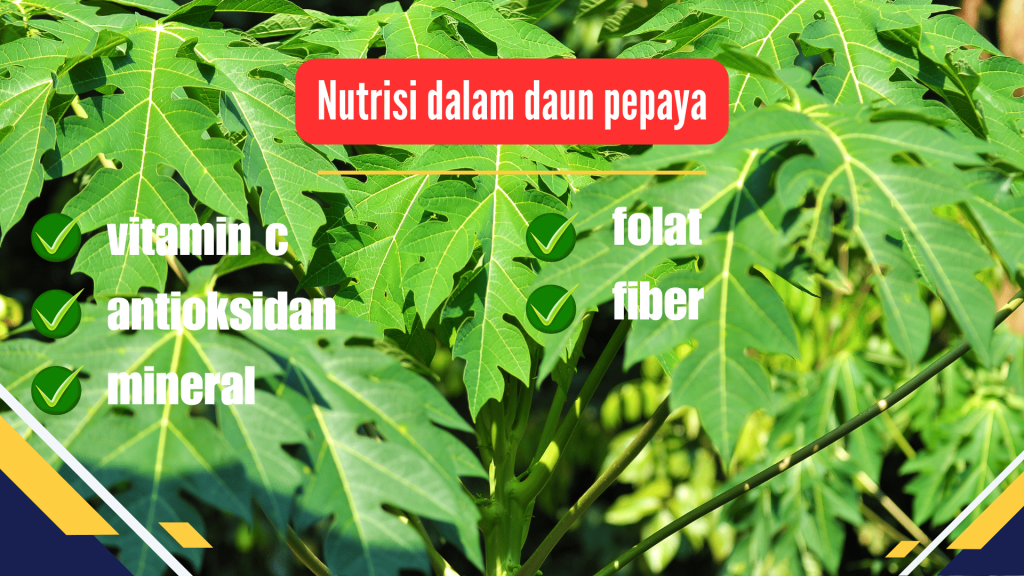 Nutrisi dalam daun pepaya