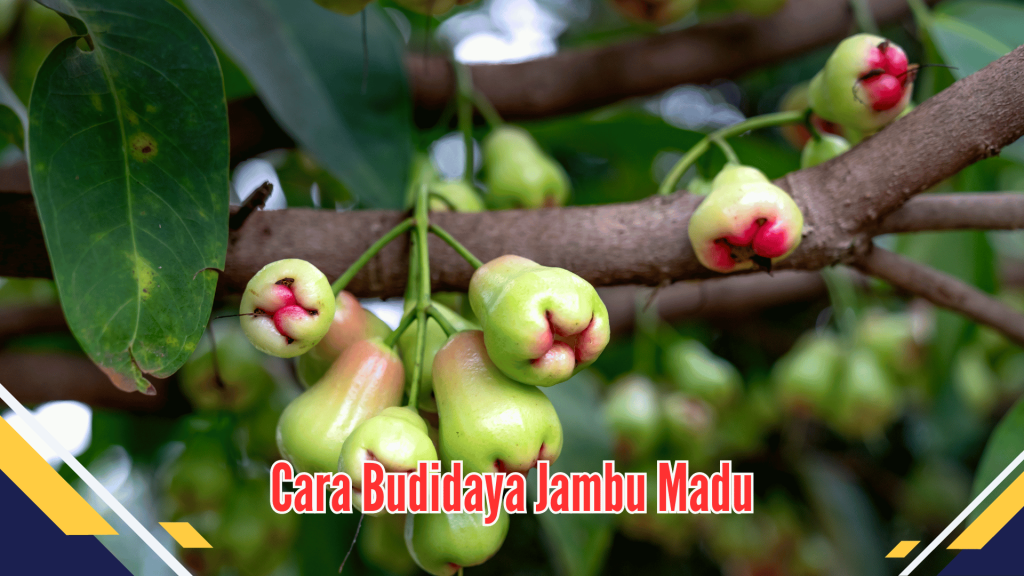 Cara Budidaya Jambu Madu