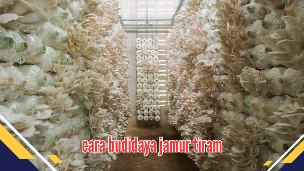 Cara Budidaya Jamur Tiram 