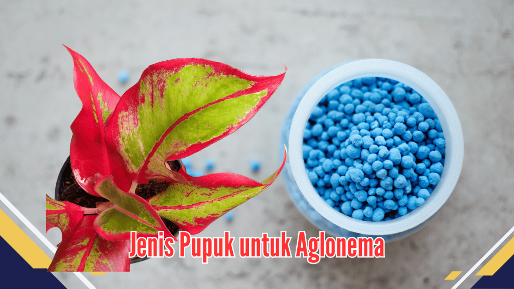 Jenis Pupuk Untuk Aglonema