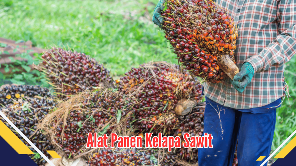 Alat Panen Kelapa Sawit