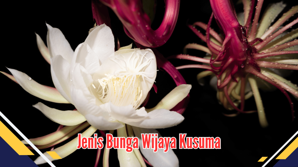 Jenis Bunga Wijaya Kusuma 