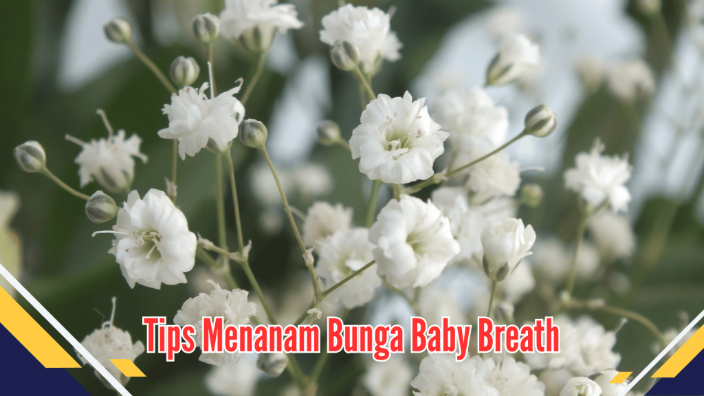 Tips Menanam Bunga Baby Breath