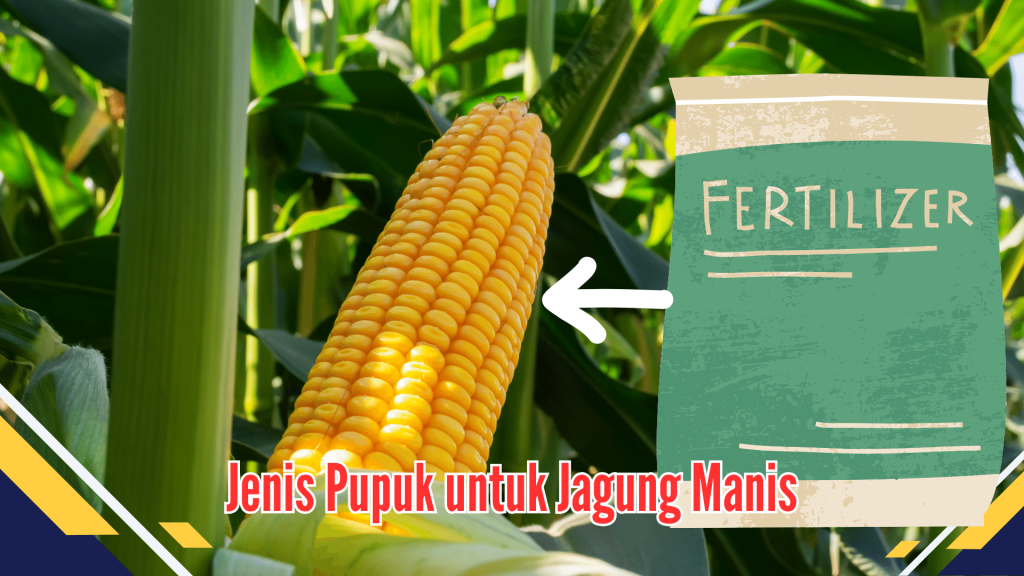 Jenis Pupuk untuk Jagung Manis