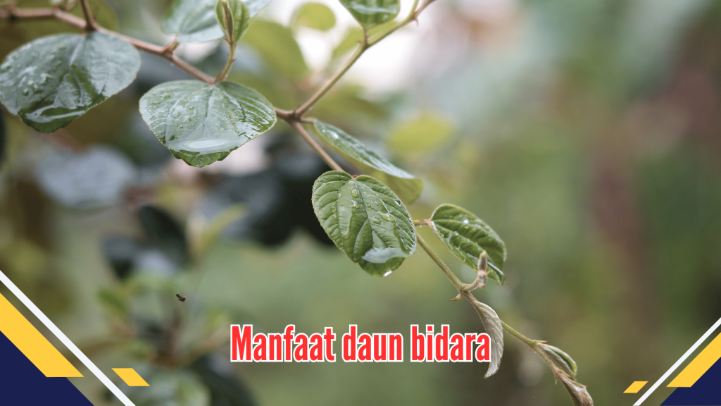 Manfaat Daun Bidara