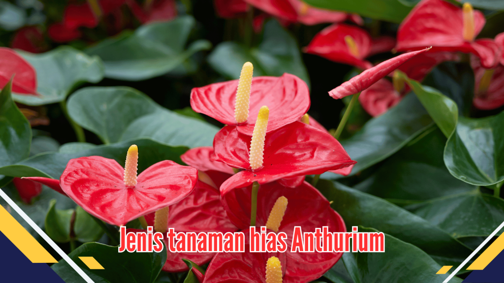 Jenis Tanaman Hias Anthurium