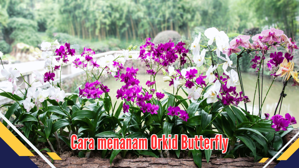 Cara Menanam Orkid Butterfly