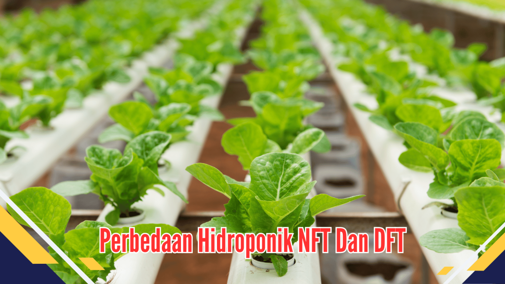 Perbedaan Hidroponik NFT dan DFT