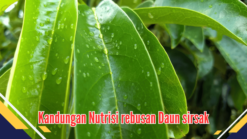 Kandungan Nutrisi rebusan Daun sirsak