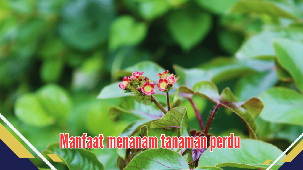 Manfaat menanam tanaman perdu