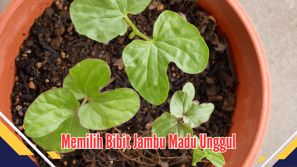 Memilih Bibit Jambu Madu Unggul