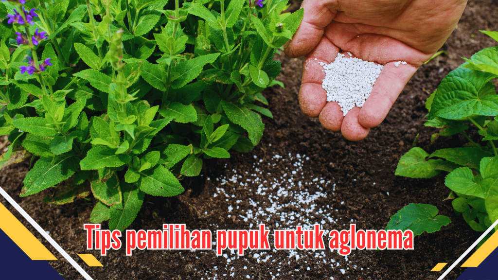 ips pemilihan pupuk untuk aglonema