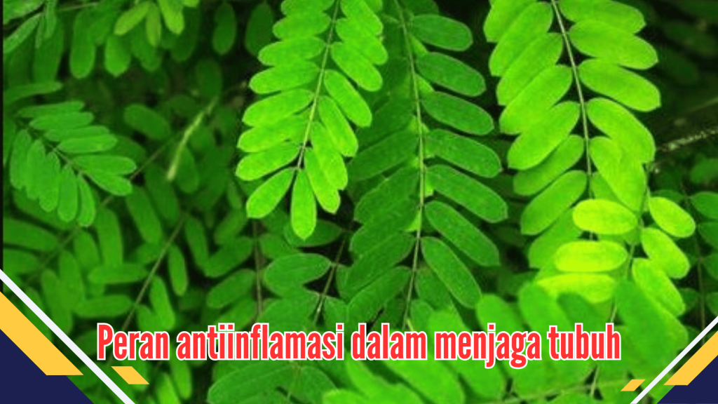 Peran antiinflamasi dalam menjaga tubuh Peran antiinflamasi dalam menjaga tubuh