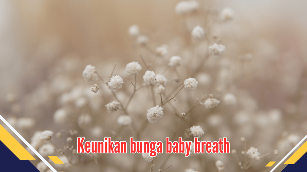 keunikan bunga baby breath