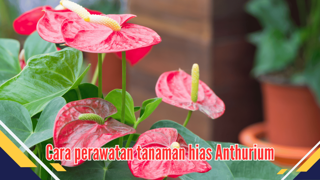 Cara perawatan tanaman hias Anthurium