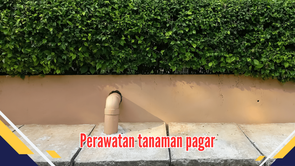 Perawatan tanaman pagar