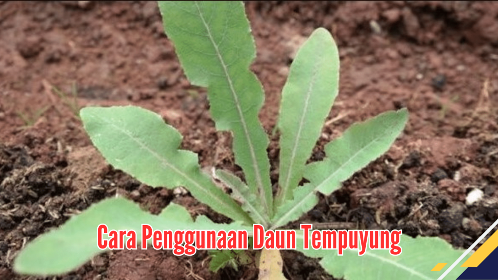 Cara Penggunaan daun tempuyang