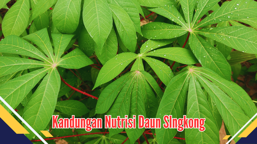 Kandungan Nutrisi Daun SIngkong Kandungan Nutrisi Daun SIngkong