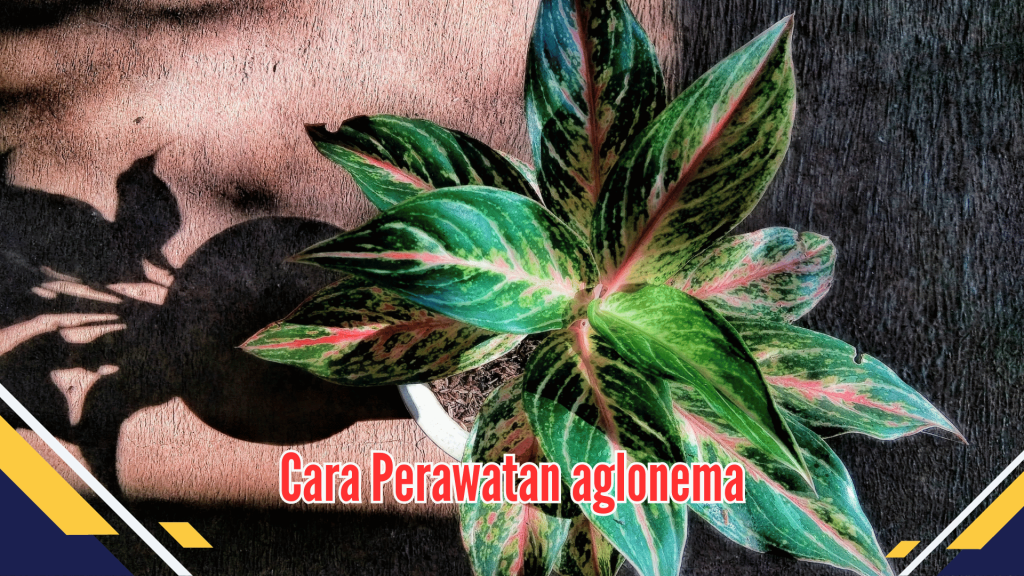 Cara Perawatan aglonema