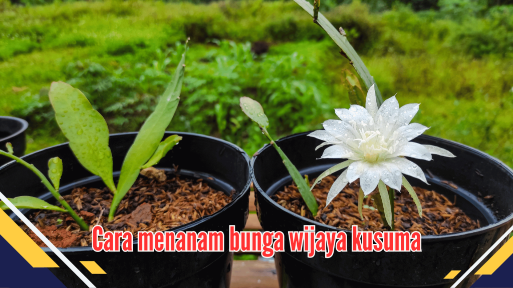 Cara menanam bunga wijaya kusuma