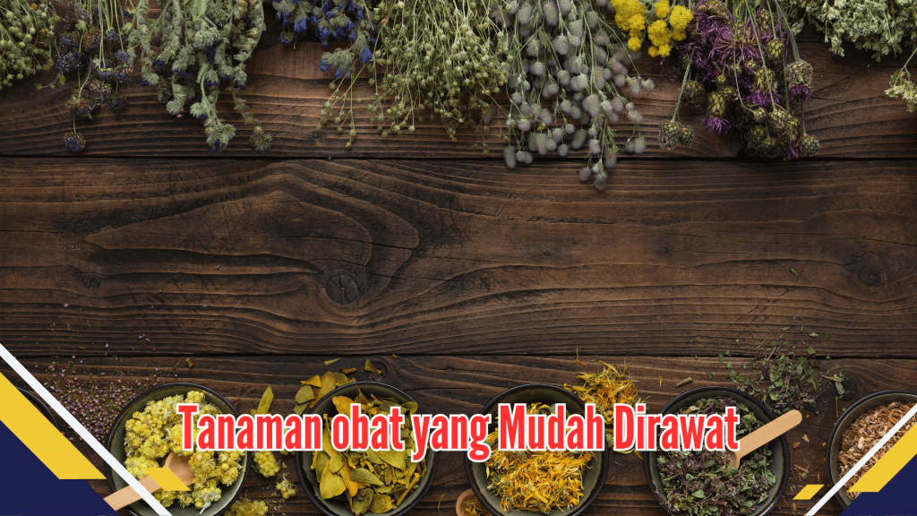 Tanaman obat yang Mudah Dirawat